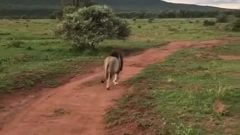 Massive male lion king of the jungle