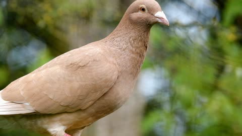 Bird odve feather brown animal plumage