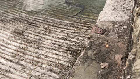 Big Water Snake Eating a Fish