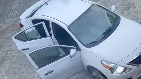 Black Bear Climbs Into Back Seat