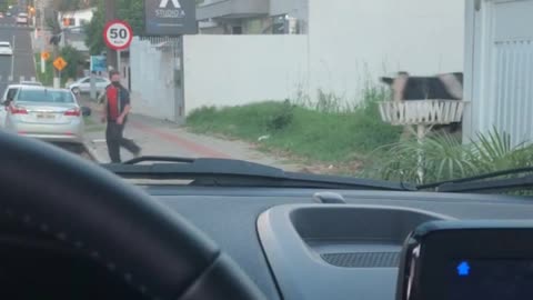 Cow Runs into Street and Knocks Over Motorcyclist