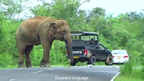 Sri Lanka Wild Elephant Attack | Wild Elephant Attack To SRI LANKAN ARMY VAN