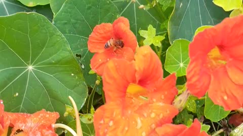 Bees on flowers