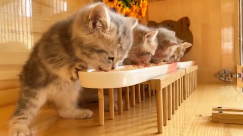 Cute cats video compilation 60