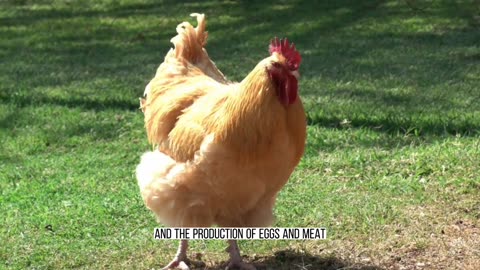 Rooster: The Proud and Colorful Male Chicken