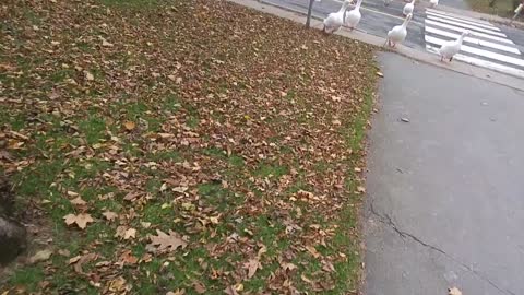 Helping the Geese cross to crab apple lane