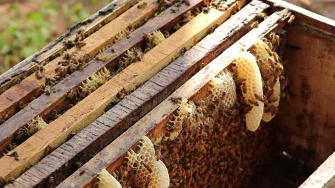 Honey bee pros and cons