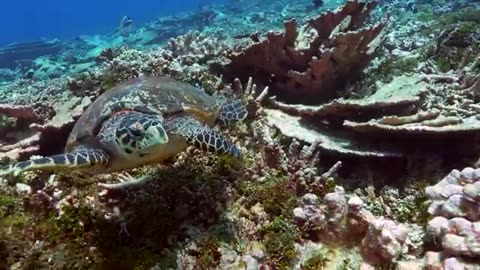 Maldives Deep South Diving 4k