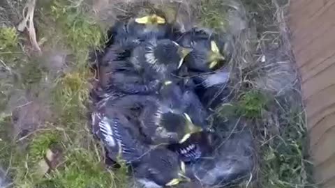 The complete story from building the nest chicks fledging