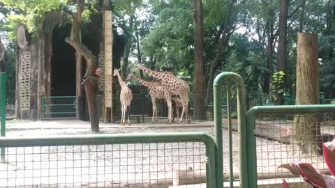 Look at the giraffes are eating the leaves