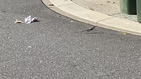 Tata Lizard Runs Straight into Garbage Bin