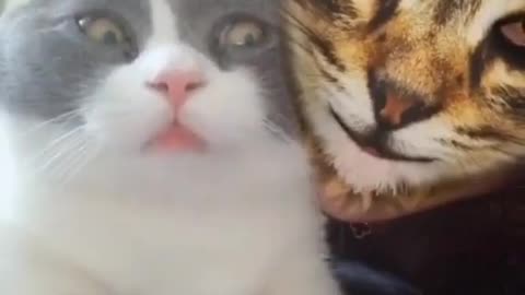 Cat funny reaction on see girl on cat mask