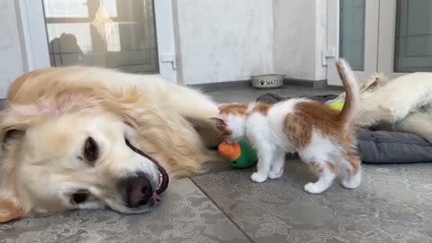 Kitten plays with Golden Retrievers