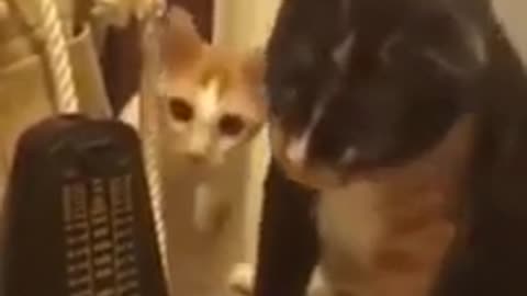 Cat funny video