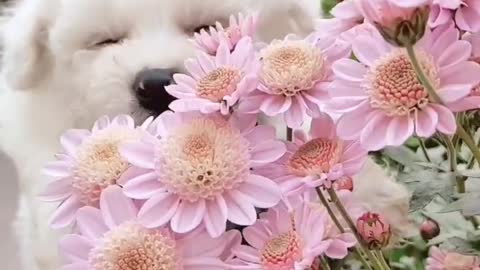 All the chrysanthemums in the yard are in bloom