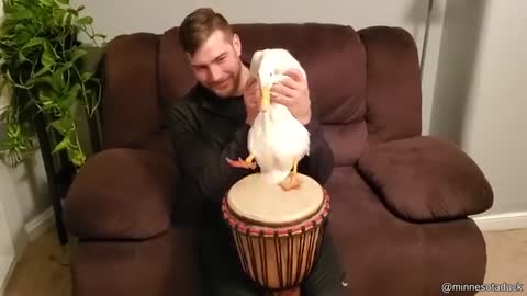 Duck That Can Play The Drums_Cut