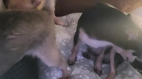 Chihuahuas Sunday morning kisses