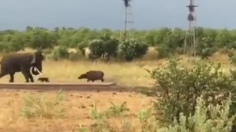 This baby water buffalo charges a bull elephant, only to be quickly ushered away by mom