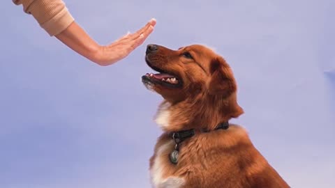 How to teach your dog to sit and drop