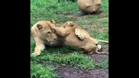 Funny Lion 14