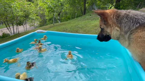 German Shepherd Reacts to Baby Ducklings Bathing in the Pool