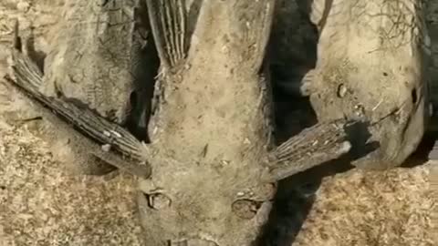 How this BONE DRY DEAD FISH comes back to LIFE with a drop of water?!?!?!