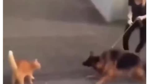 Cat and dog fight and revange video