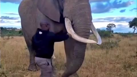 Elephant plays too much