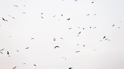 Birds on Sky