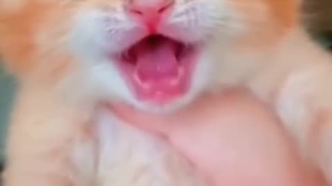 Funny cat's moew