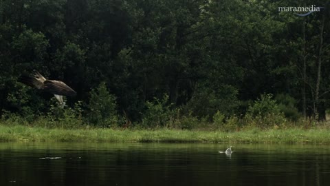 An osprey fishing in spectacular super slow motion | Highlands - Scotland's Wild Heart