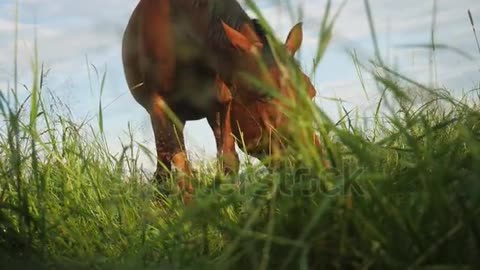 Brown Horse eating grass