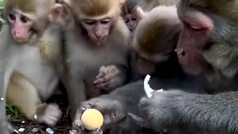 Monkey king eats boiled eggs before the appetite of the baby monkeys