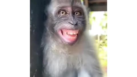 Monkey having a sweet dream