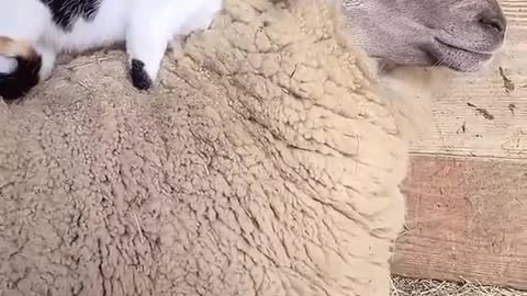 Cat with her best friend sheep