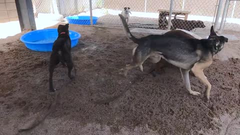 Dogs playing: Episode 30