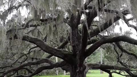 Old Oak Tree