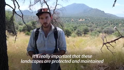 Protecting wildlife along the US-Mexico border