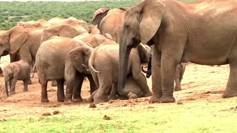 Wild Elephants