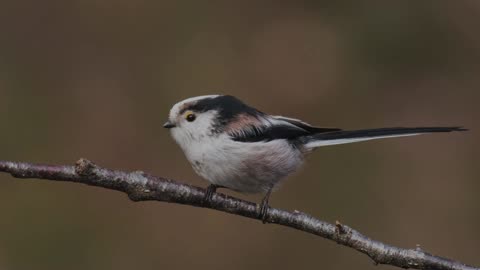 The Long Tailed Tit: Close Up HD Footage (Aegithalos caudatus)