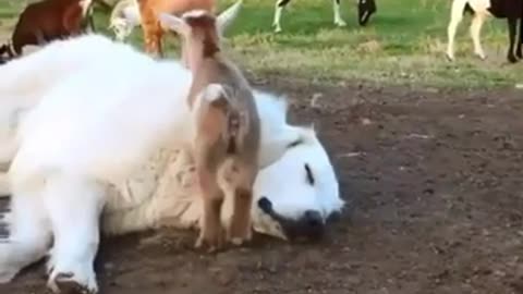 Funny animals video #shorts#funnyfail #animal