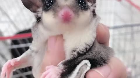 Lovely Sugar Glider