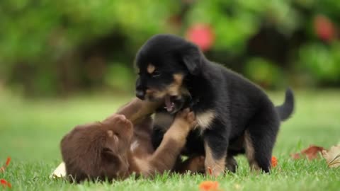 #Cute# Pupy# baby dog# playing