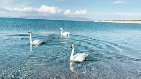 There is one type of blue that is the blue of Lake Selim