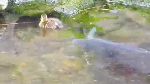 Orphan baby duck chased by big fish and meets turtle___