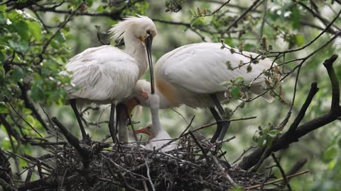 🦢🍼 Adorable Spoonbill Family Feeding Time! 🍼🦢