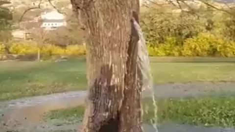 Water flow from the tree