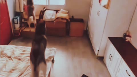 Dog and cat video, viral shorts