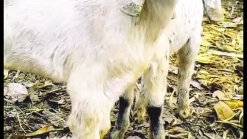 Animal lover.. Cute goat