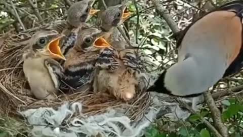 Dunia hewan anak burung cendet